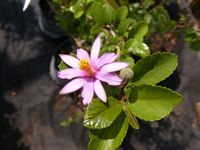 Grewia occidentalis